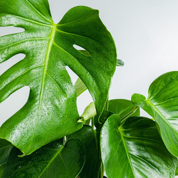 Limpiar las hojas de las plantas – Hojas sanas y libres de polvo